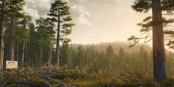 物业可以直接砍树吗？